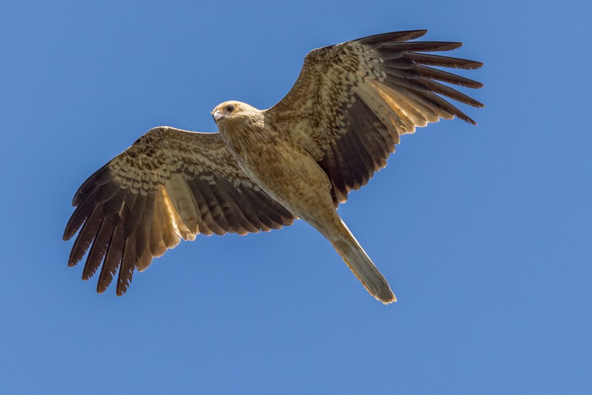 “It dies, roasted alive” – Meet nature’s 10 strangest killers that weaponise fire, wind and heat to kill