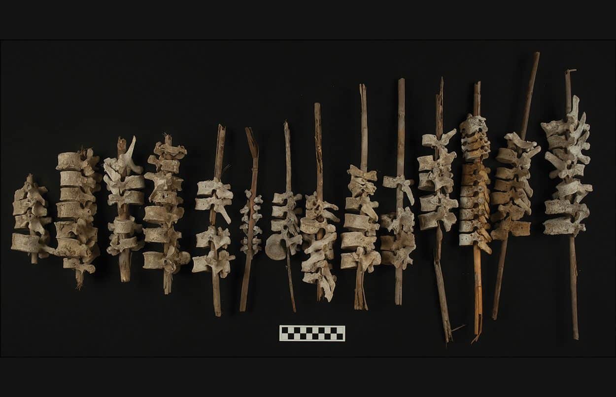 Archaeologists unearth human spines threaded onto reed posts