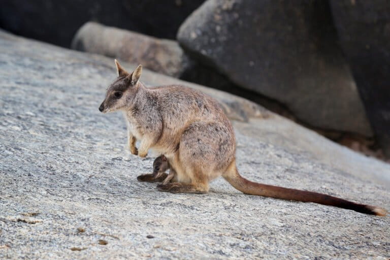 Australia’s land-use squeeze