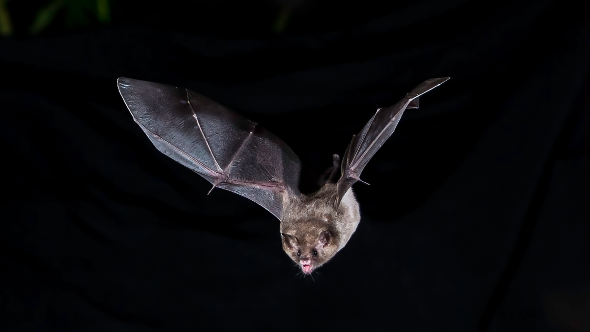 A robot bat sheds new light on how they hunt in darkness