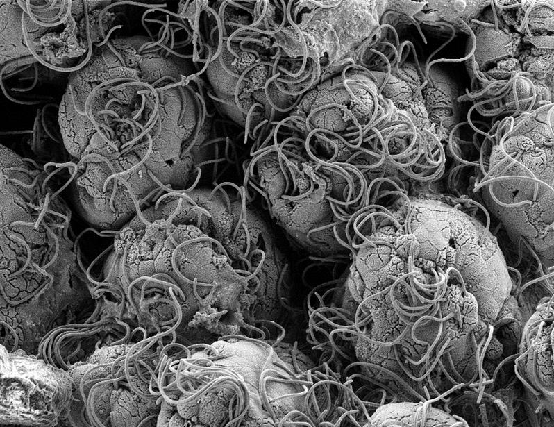 Segmented filamentous bacteria reprogramming of alveolar macrophages limits postinfluenza bacterial pneumonia | Science Immunology