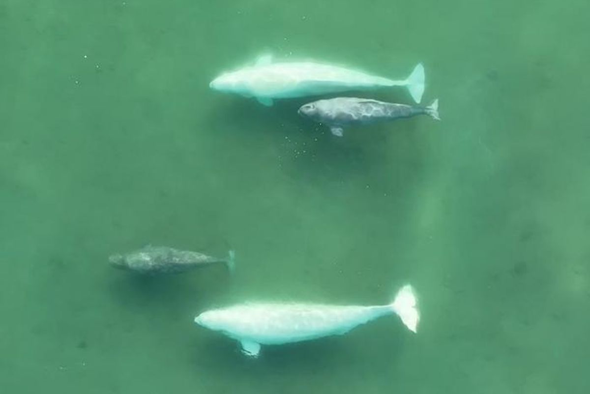 Both Female and Male Beluga Whales Take Many Mates, and It May Protect Their Genes