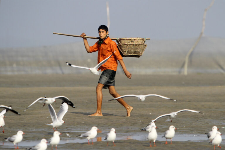 Is South Asia becoming inhospitable for migratory birds?
