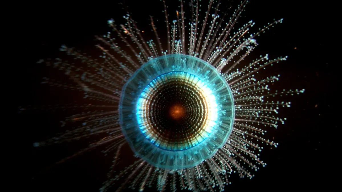 Perplexing blue button jelly looks like something out of ‘Lord of the Rings’