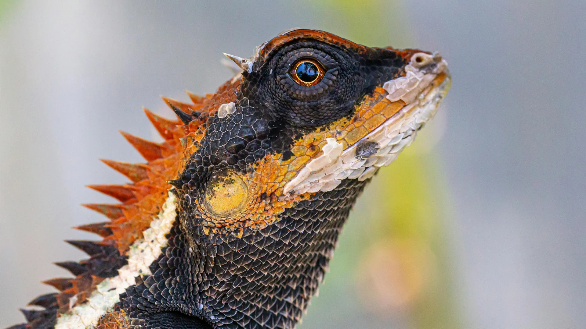 300-million-year-old brain rhythm links humans, birds, and lizards