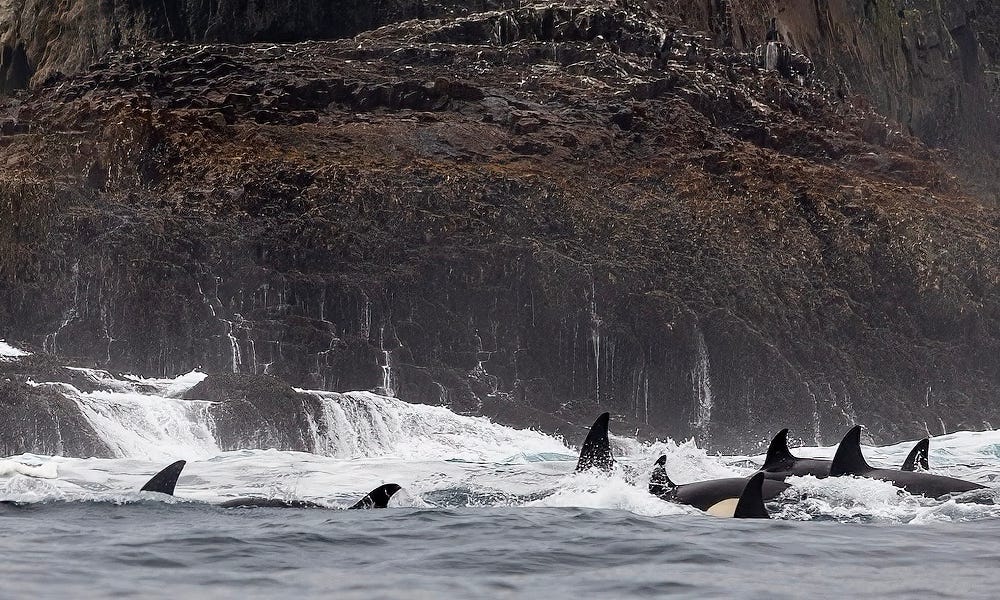 Stunned boaters encounter massive orca pod at Channel Islands