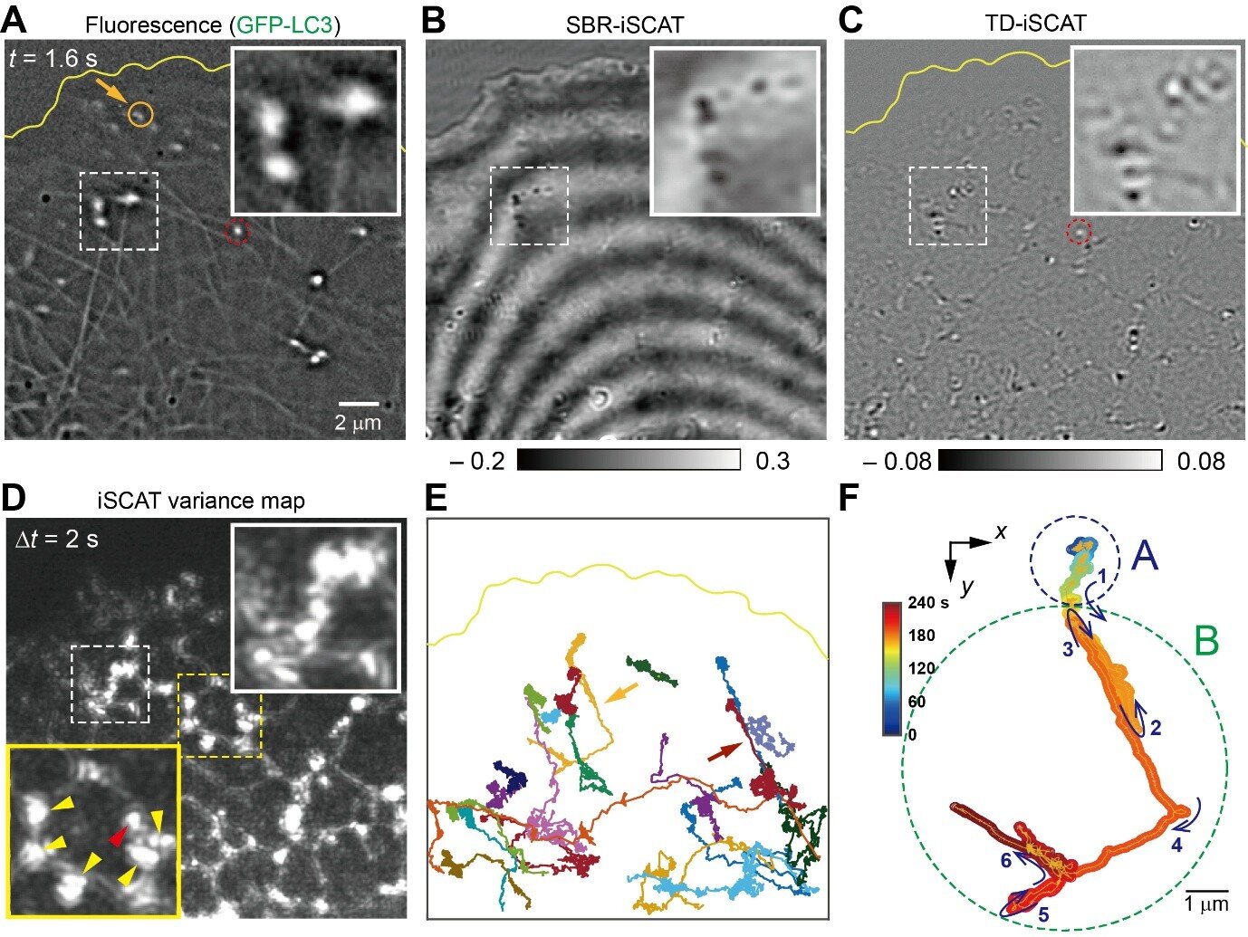 Capturing the moment of organelle handoff inside living cells