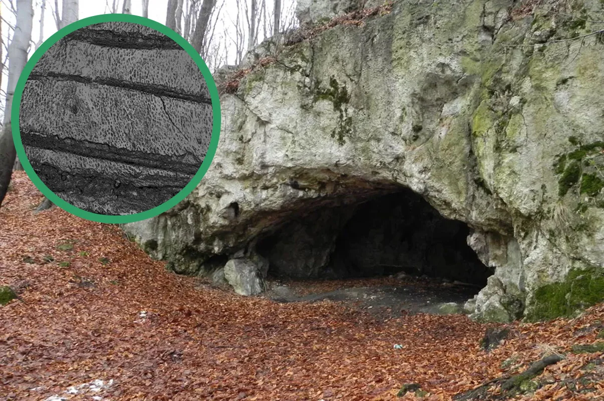 Evidence of ancient cultural cannibalism practices uncovered in Poland