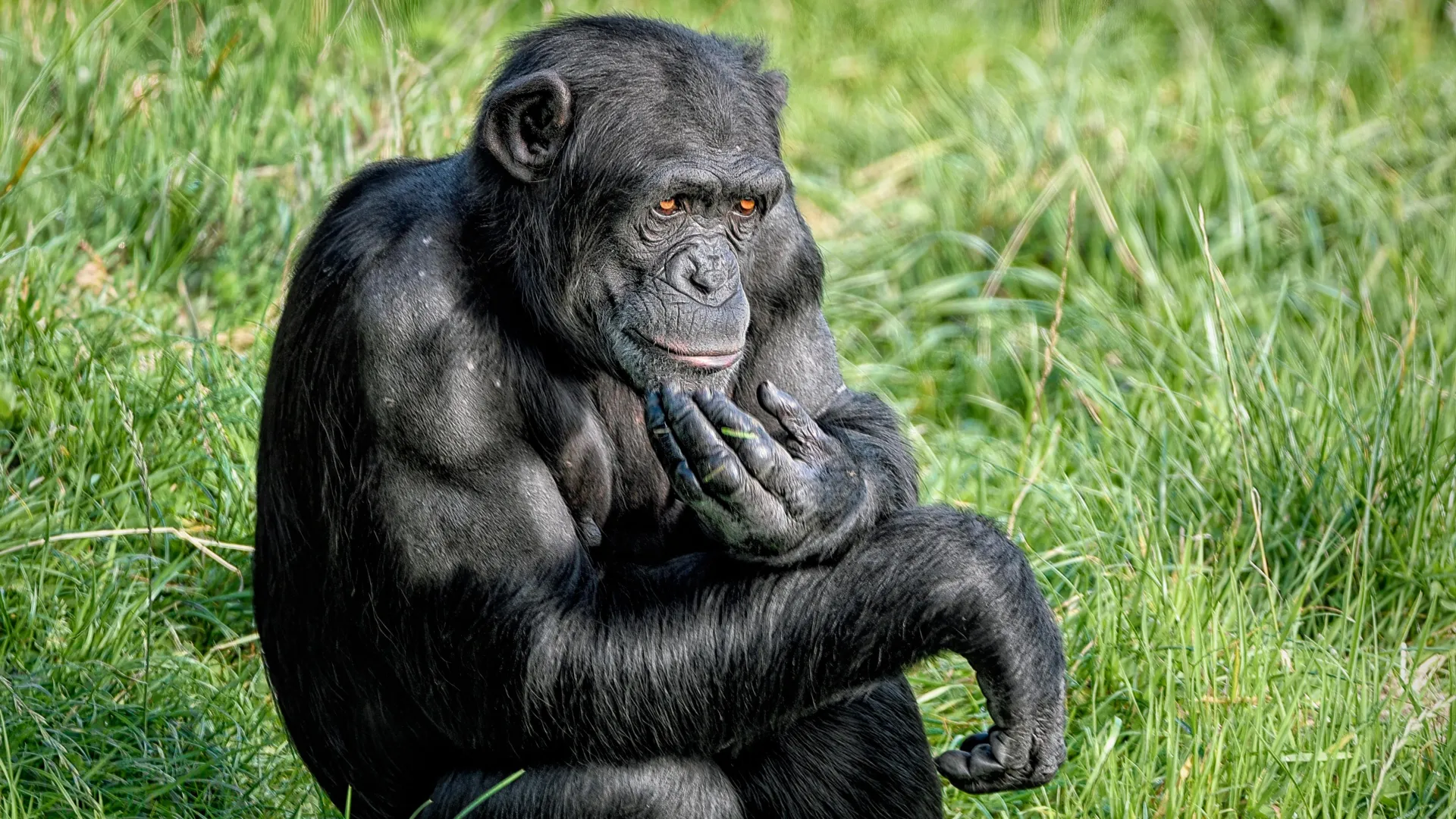 Chimps shock scientists by changing their minds with new evidence