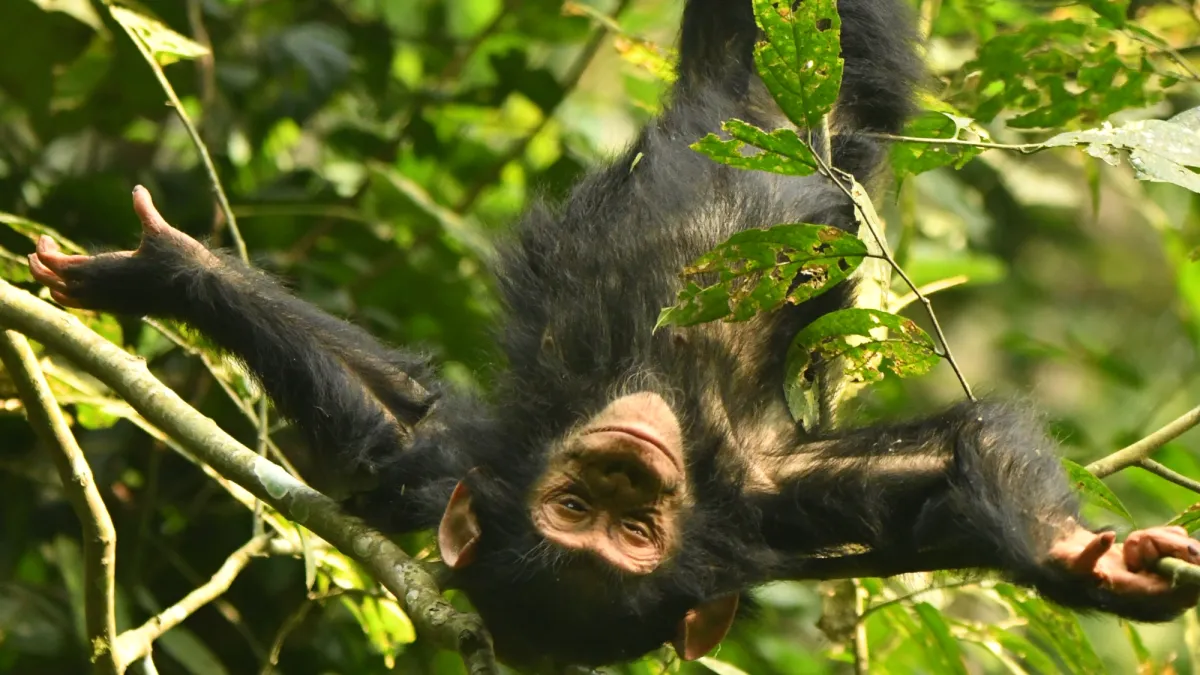 Baby chimpanzees like to free fall through trees