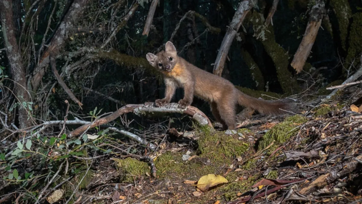 Adorable ferret-sized martens are rebounding in California