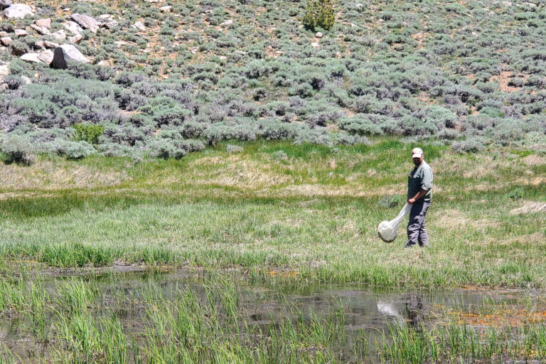 How many insects does California have? We’re getting closer to an answer