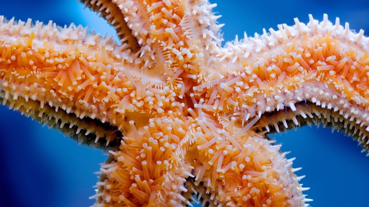 Starfish Control Hundreds of Feet Without a Brain. Here’s How. : ScienceAlert