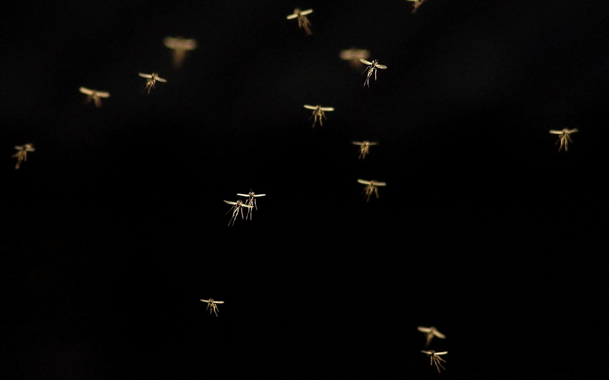 Scientists Create a Fungi That Destroys Mosquitoes