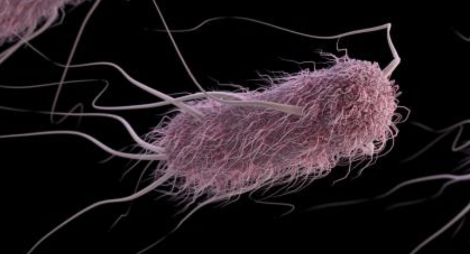 E. coli Has a ‘Super Pump’ It Uses to Beat Antibiotics