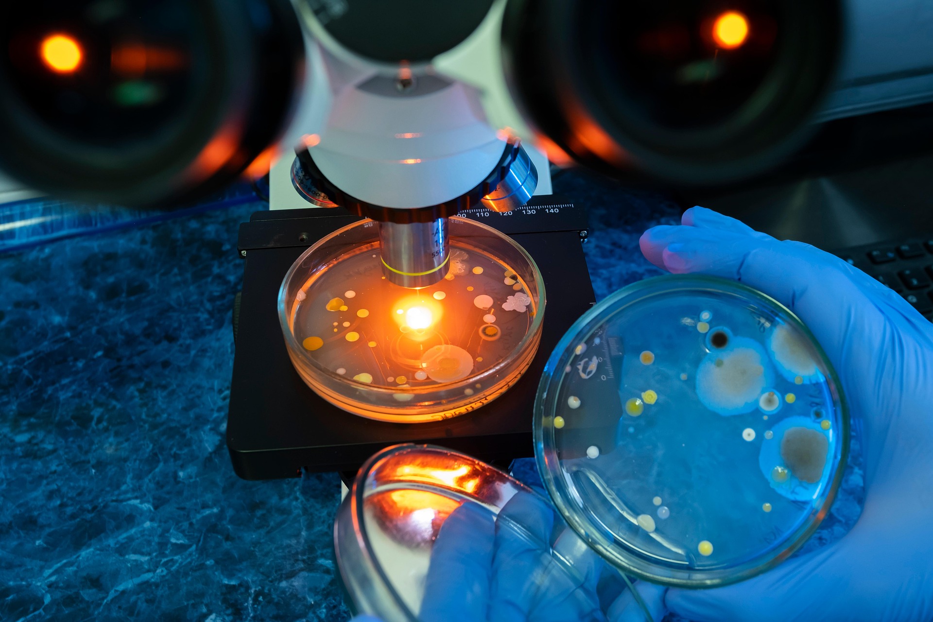 Tumor Bacteria Linked to Immunotherapy Resistance