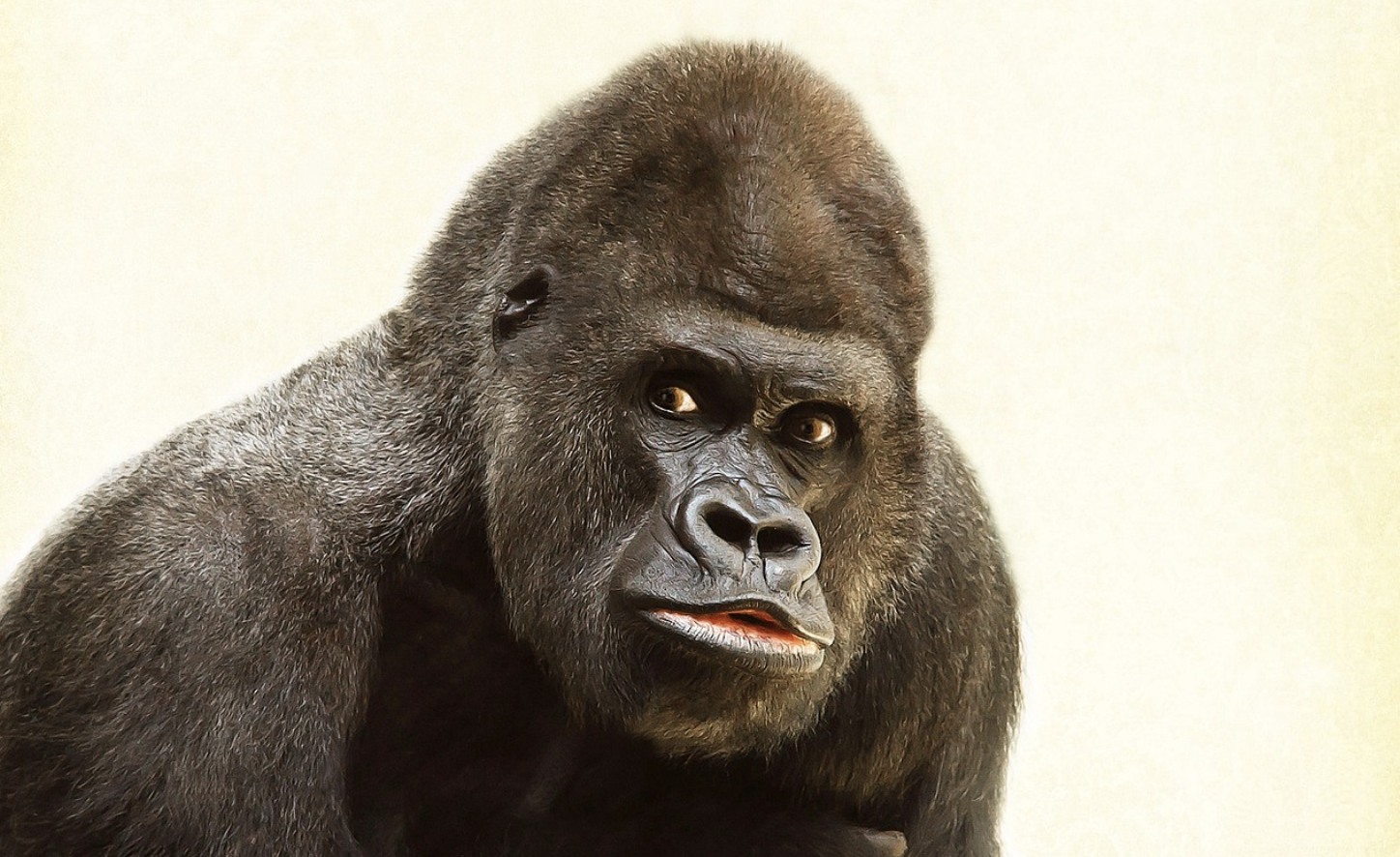 Gut Microbes May Have Aided the Evolution of the Human Brain