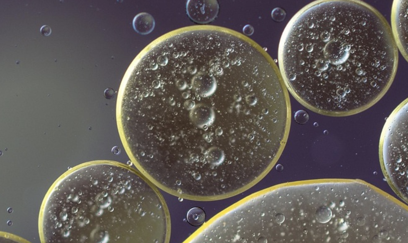 A Gut Microbe That May Prevent Weight Gain