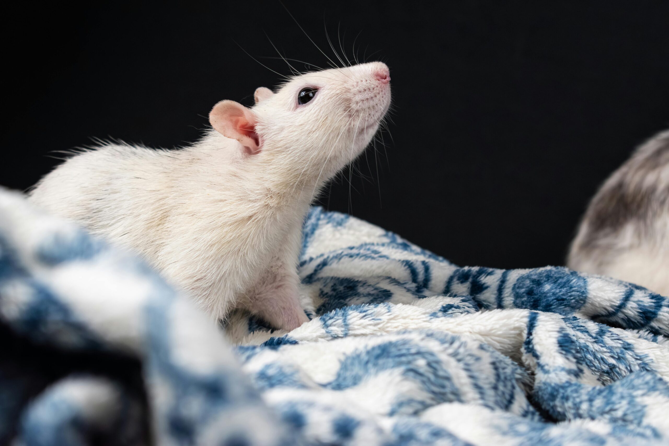 Study Observed Rats With Higher Natural Stress Levels More Likely to Self-Administer Cannabis