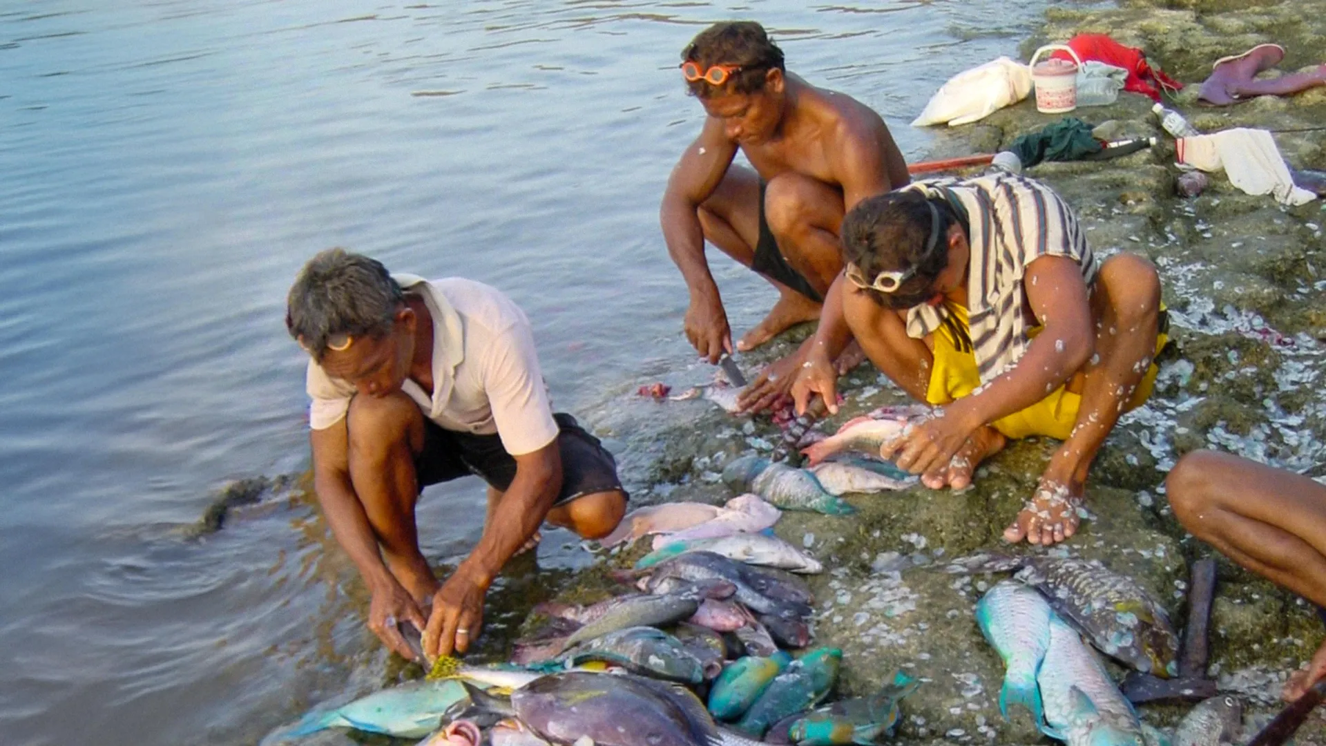 Coral reefs could feed millions if we let them rebuild