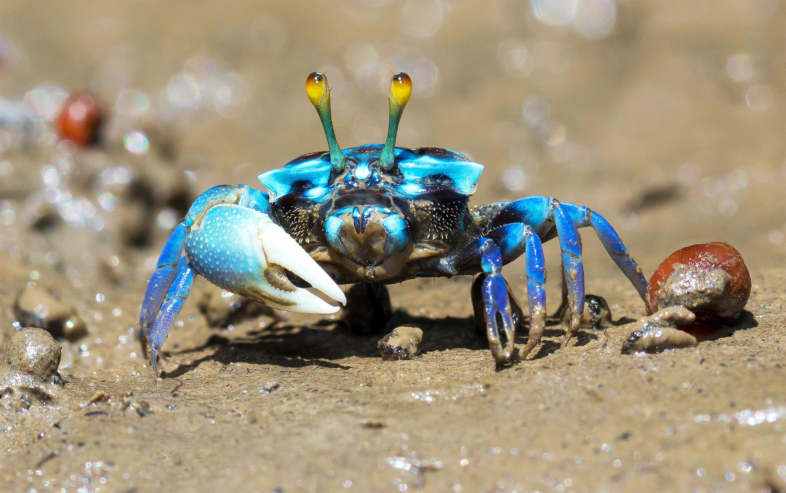 Animals have evolved into crabs five separate times in history