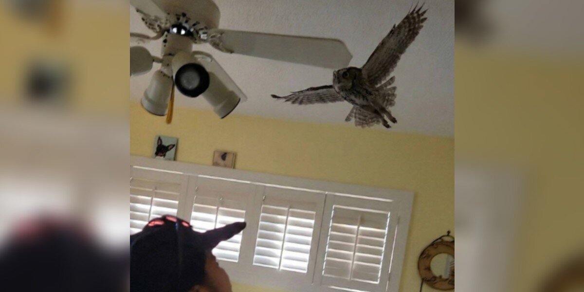 Sleepy Owl Sneaks Into Woman’s House For A Nap — Then Refuses To Leave