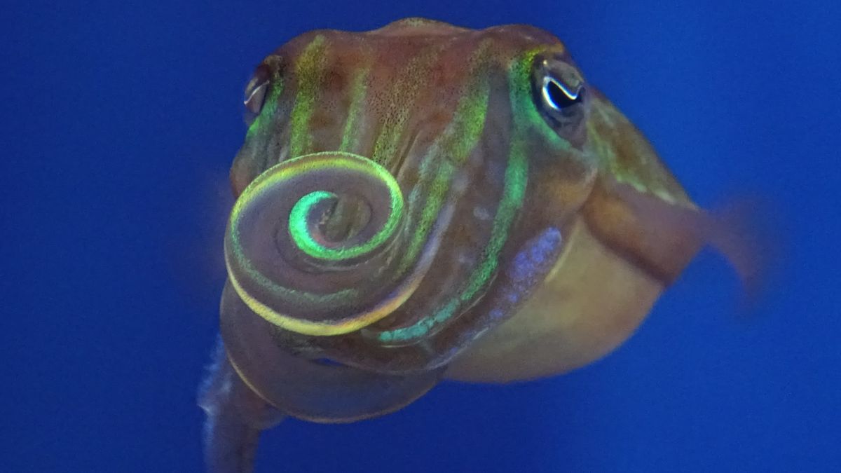 Cuttlefish Literally Twist Light to Attract a Mate, Study Finds : ScienceAlert