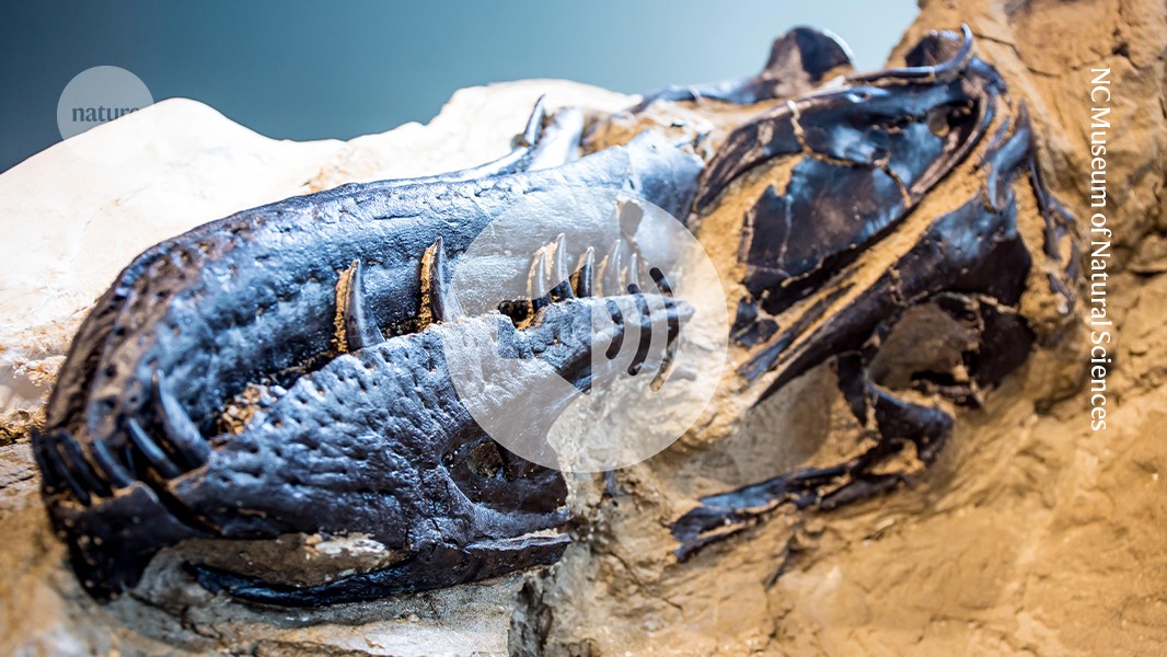 Meet the ‘Wee-rex’. Tiny tyrannosaur is its own species