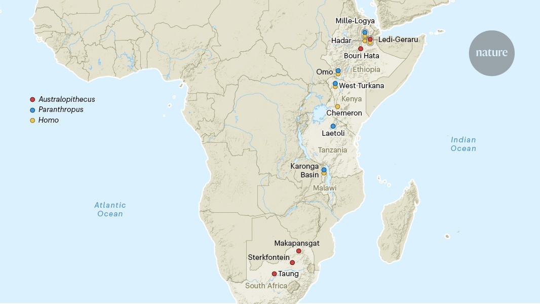 A variety of early hominin species shared the Afar region of Ethiopia
