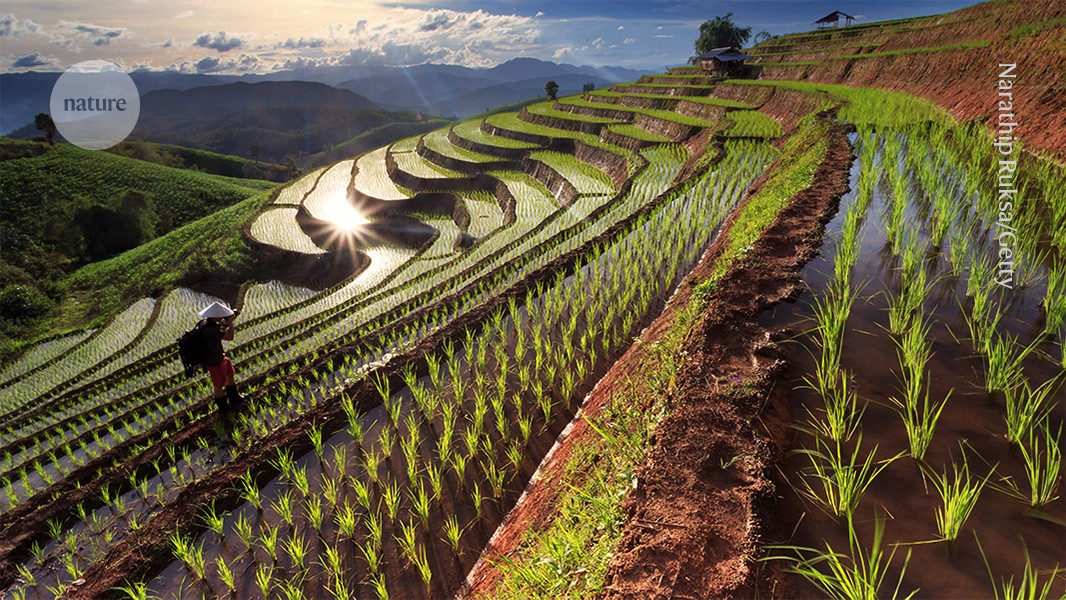 Food will be more affordable — if we double funds for agriculture research now