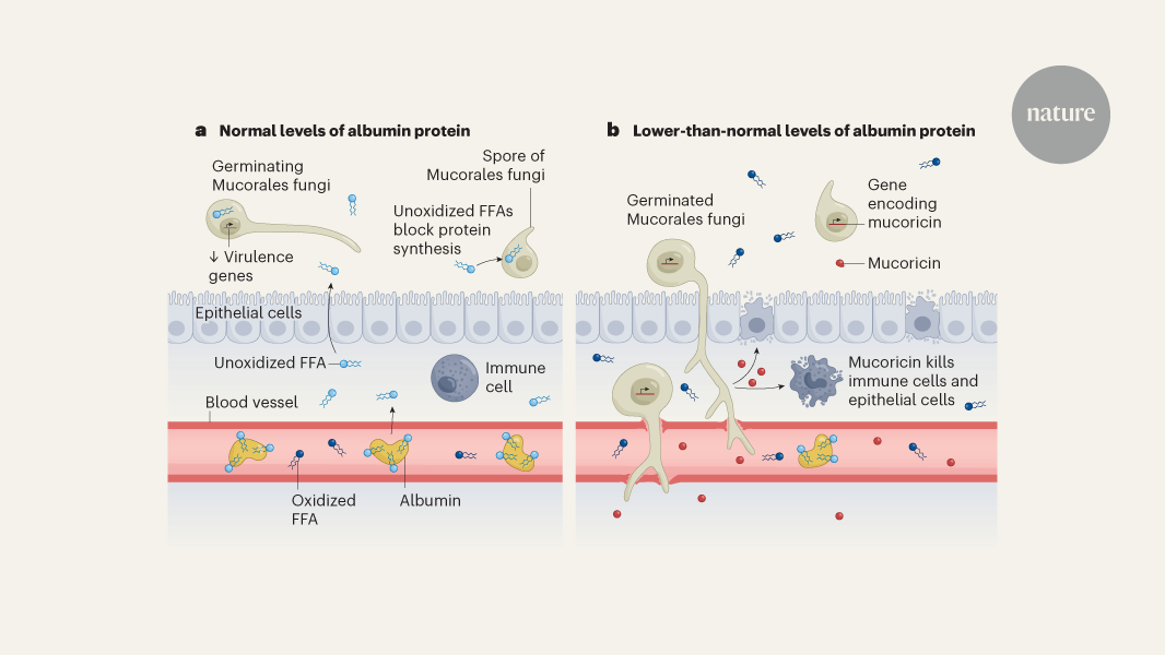 Blood protein thwarts deadly fungal disease