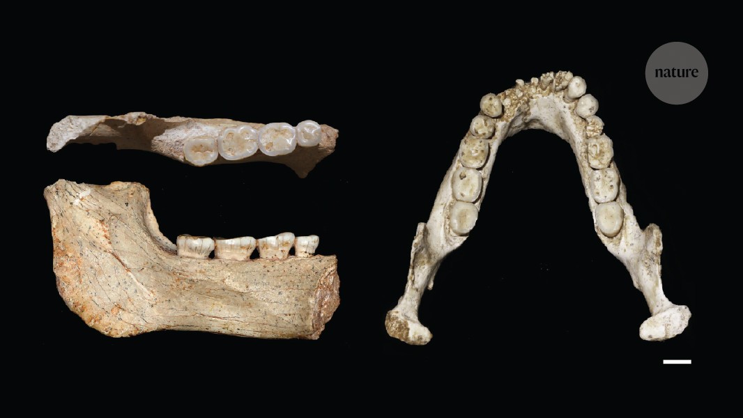 Of all the quarries: Casablanca fossils reveal African ancestors of Homo sapiens