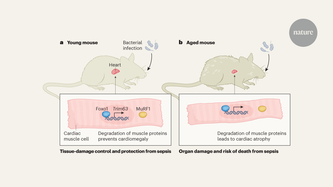 Ageing rewires the body’s tolerance to infection
