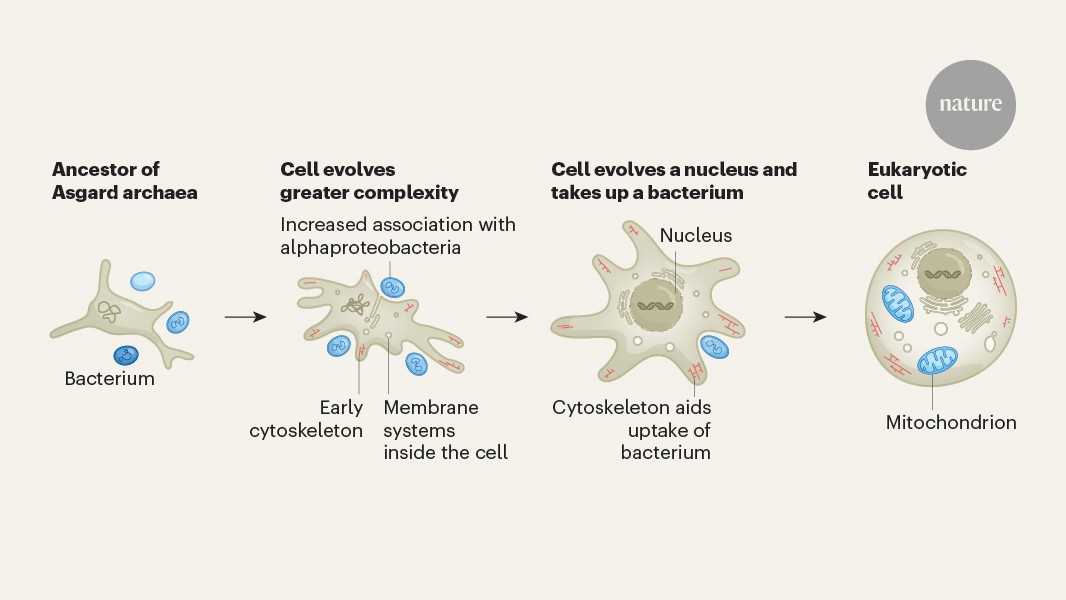 Genomic clues to the origin of eukaryotic cells