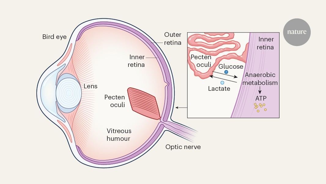 Illuminating how the bird inner retina works without oxygen solves a 350-year-old structural mystery