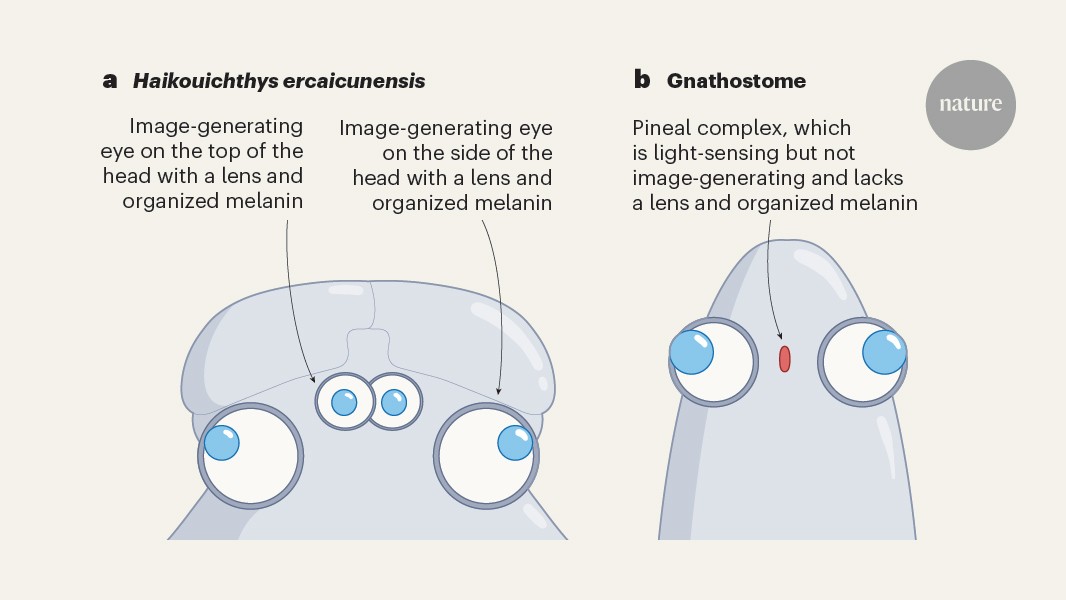 An eye-popping discovery: early vertebrates had four eyes rather than two