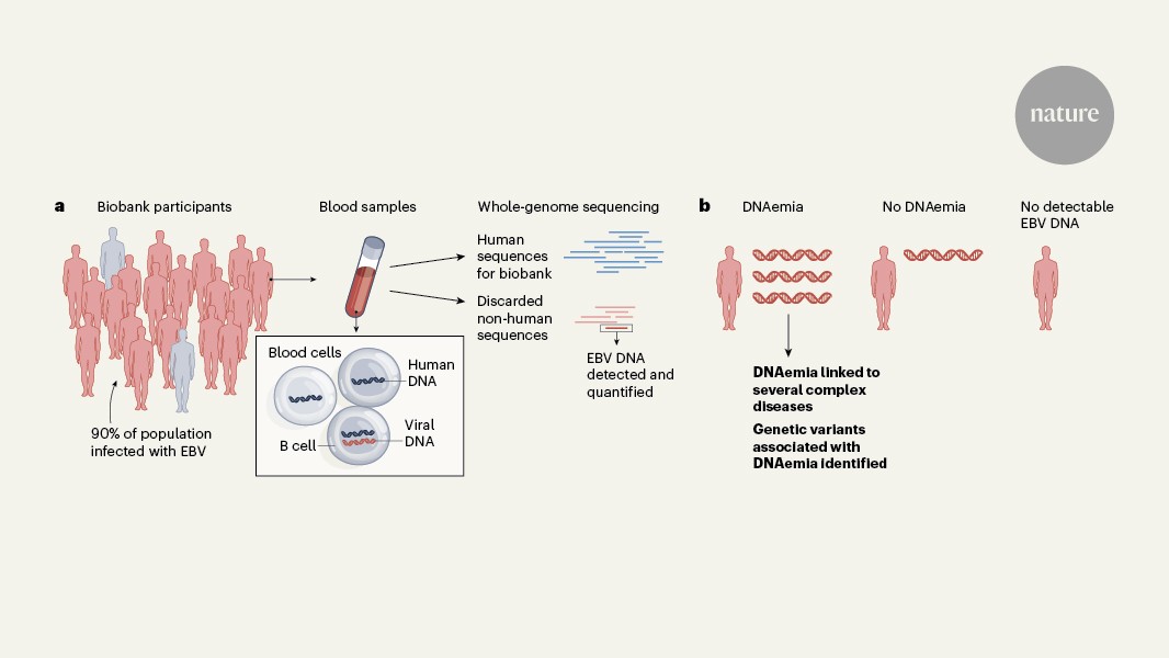 Scraps of viral DNA in biobank samples reveal secrets of Epstein–Barr virus