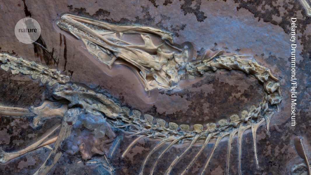 How did birds evolve? The answer is wilder than anyone thought