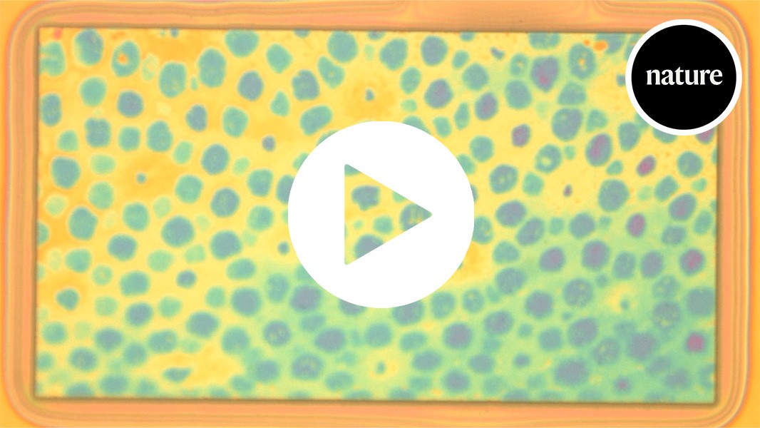 This shapeshifting polymer was inspired by octopus skin