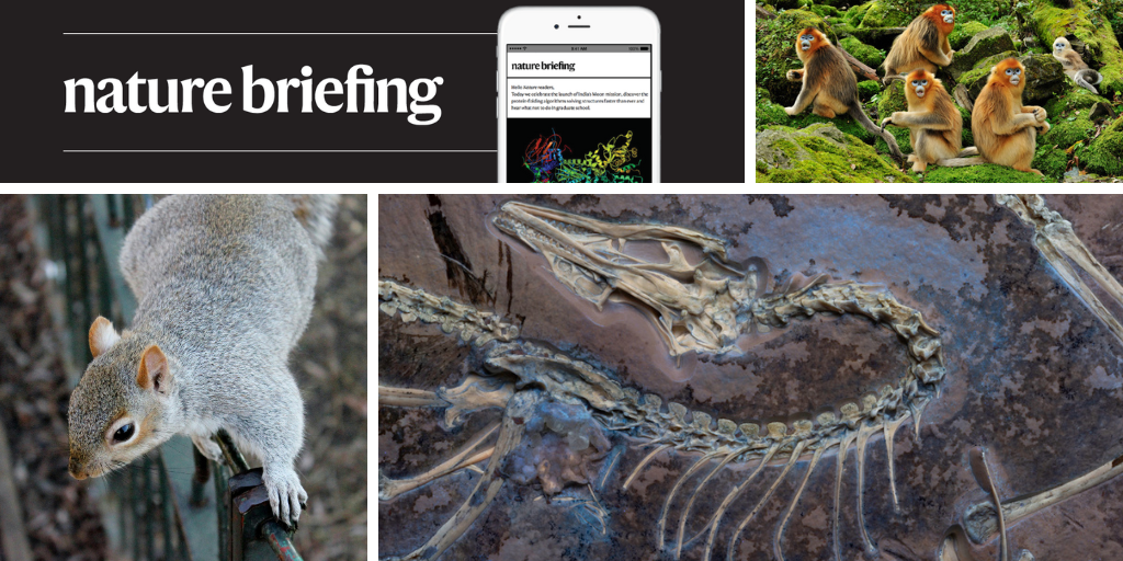 Same-sex sex is a normal part of some primates’ lives