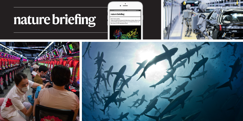 Gifted dogs have word-learning skills on a par with human toddlers