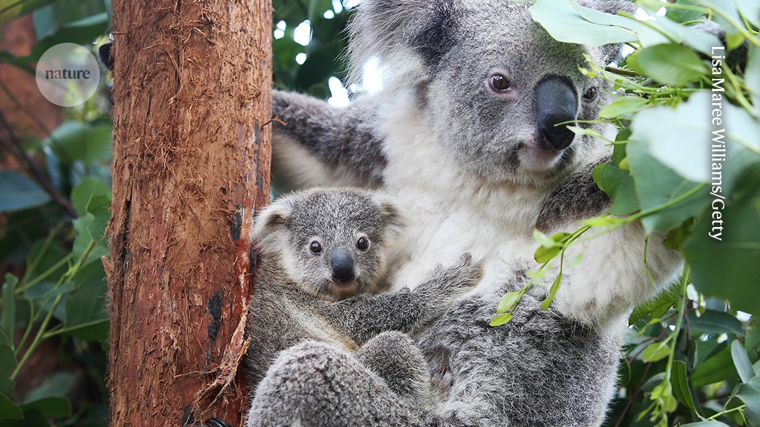 Spotting viral invaders in koala family trees