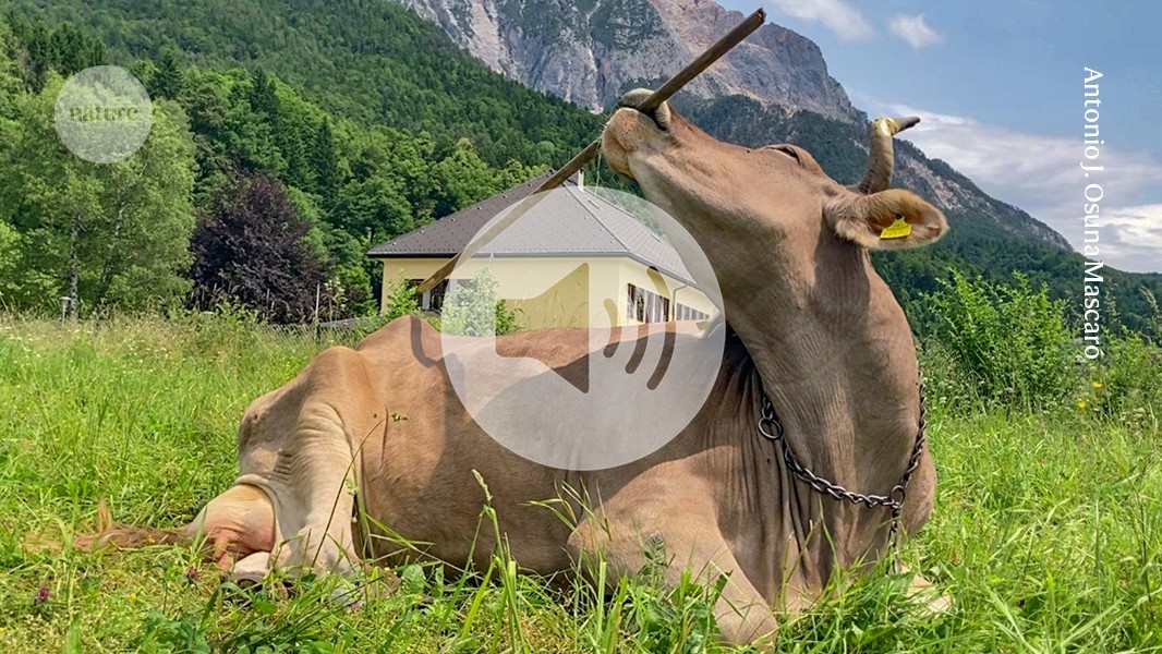 Briefing Chat: The canny cow that can use tools, and how babies share their microbiomes