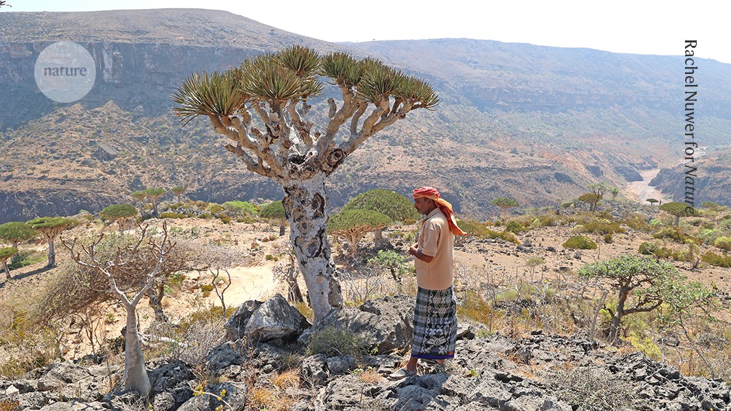 Defending endangered trees against climate change and hungry goats