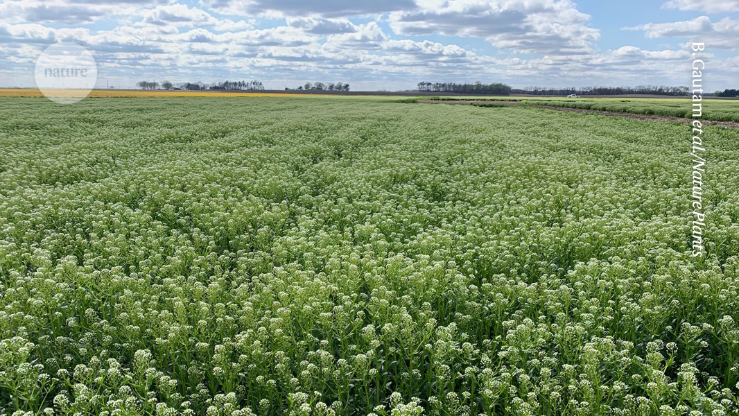 Genetically engineered ‘stinkweed’ comes up roses for making seed oil