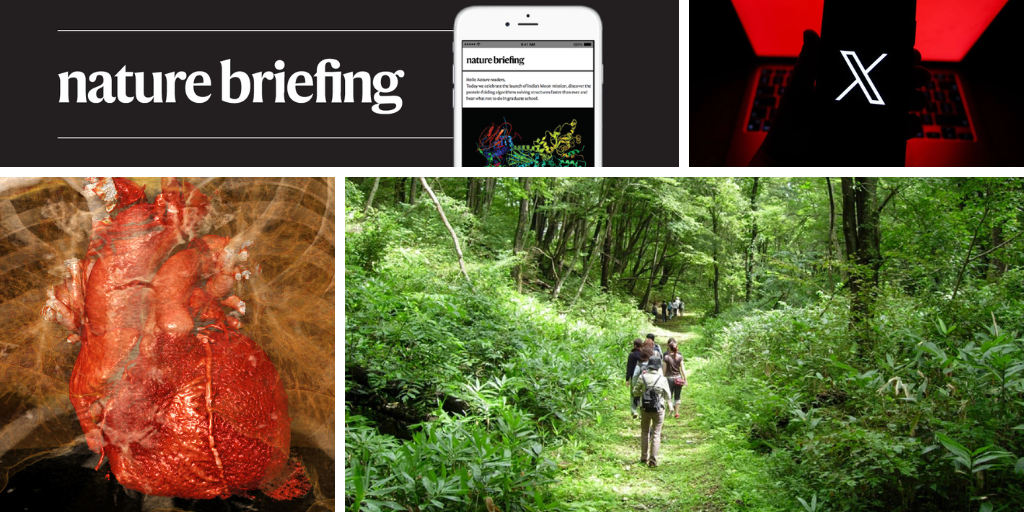 Brain–immune crosstalk worsens the damage of heart attacks