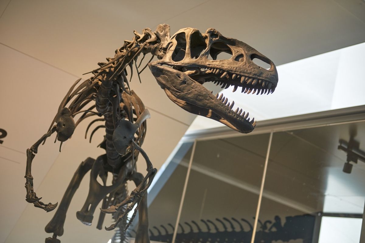 Tyrannosaurus Rex Took 40 Years to Grow Up, Fossil Bones Reveal
