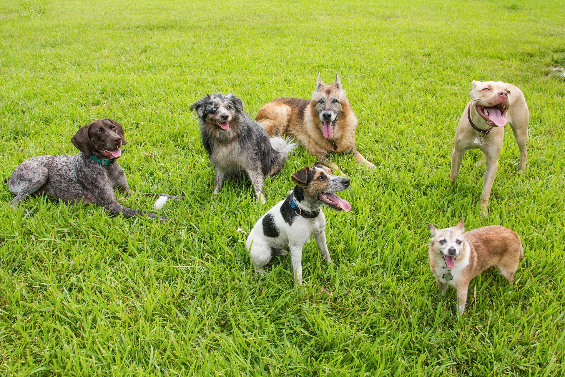 In dogs, as in humans, a harsh past might bare its teeth — Harvard Gazette