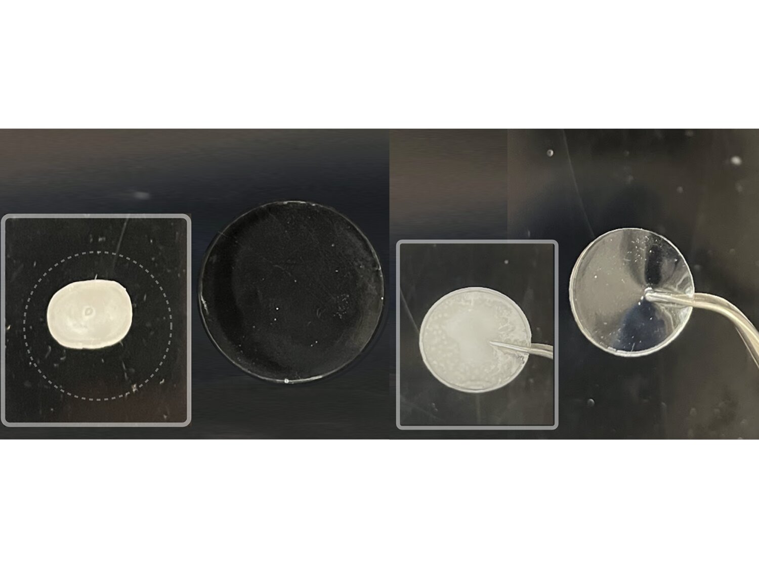 Electric eel biology inspires powerful gel battery