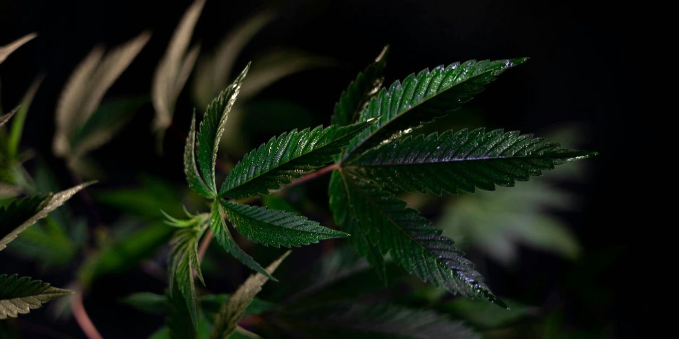 Recreational Cannabis Affects Teens with Psychiatric Illness